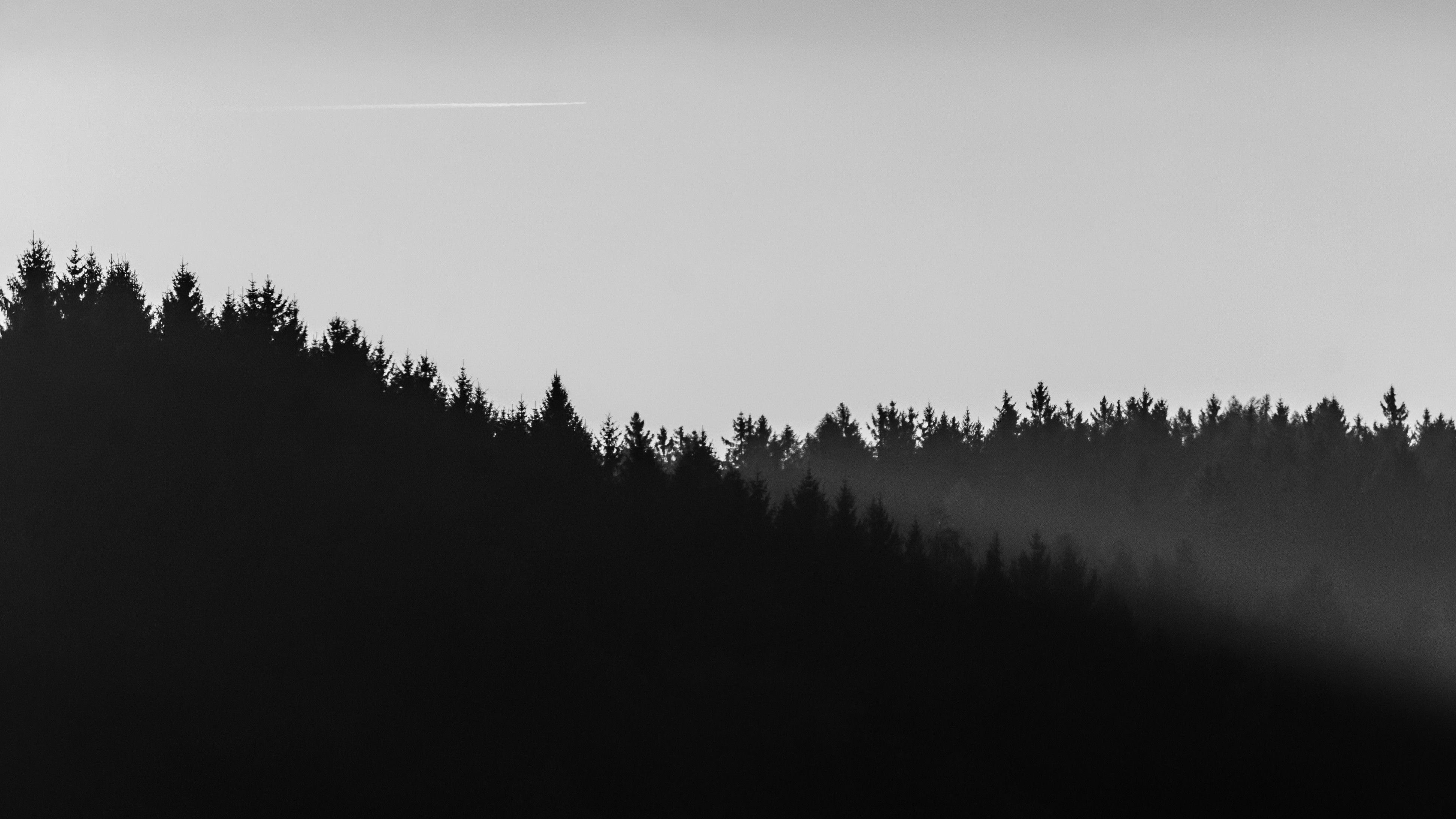 black-and-white-forest_minimalist_black-and-white