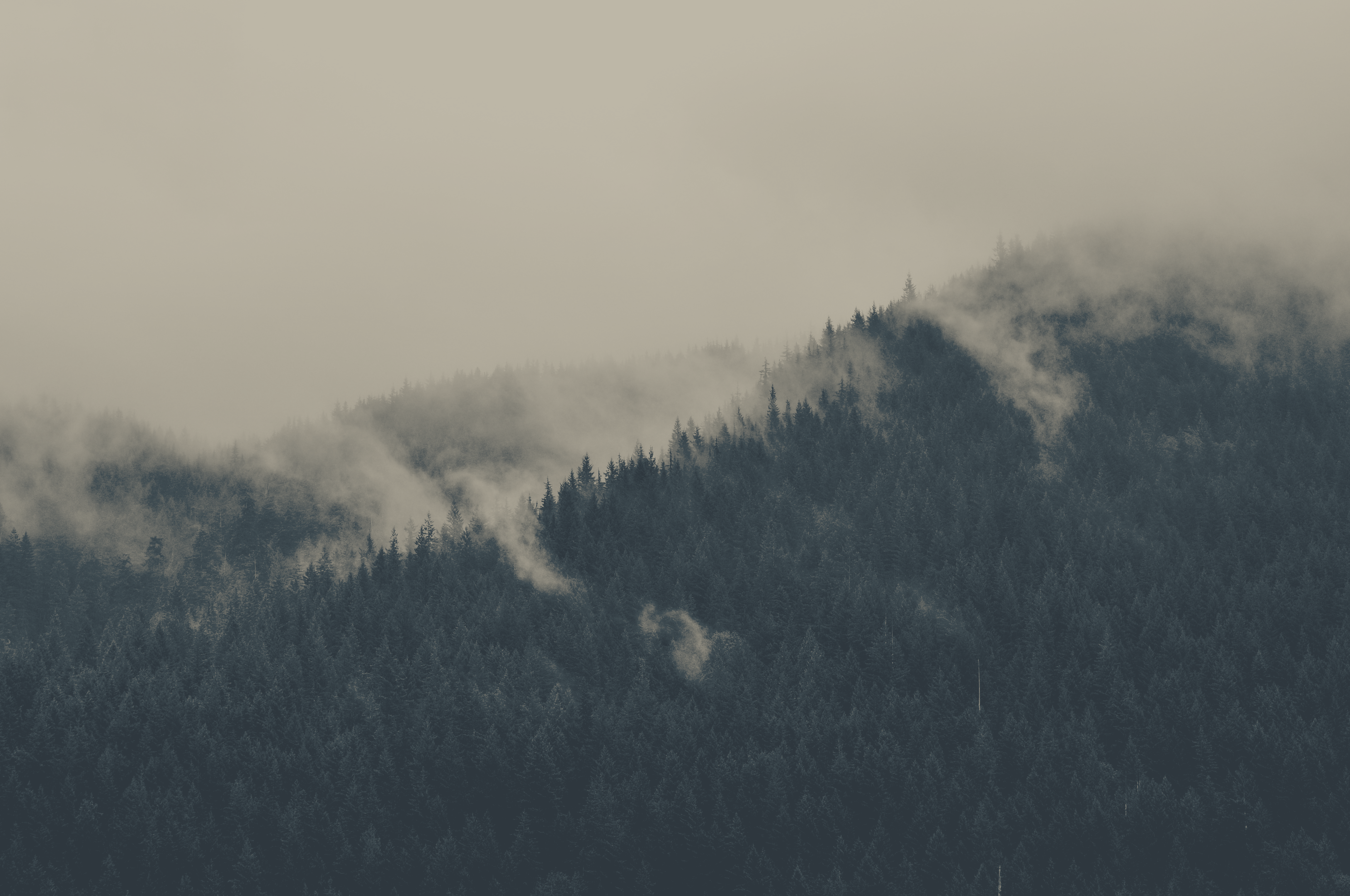 forest-under-the-clouds